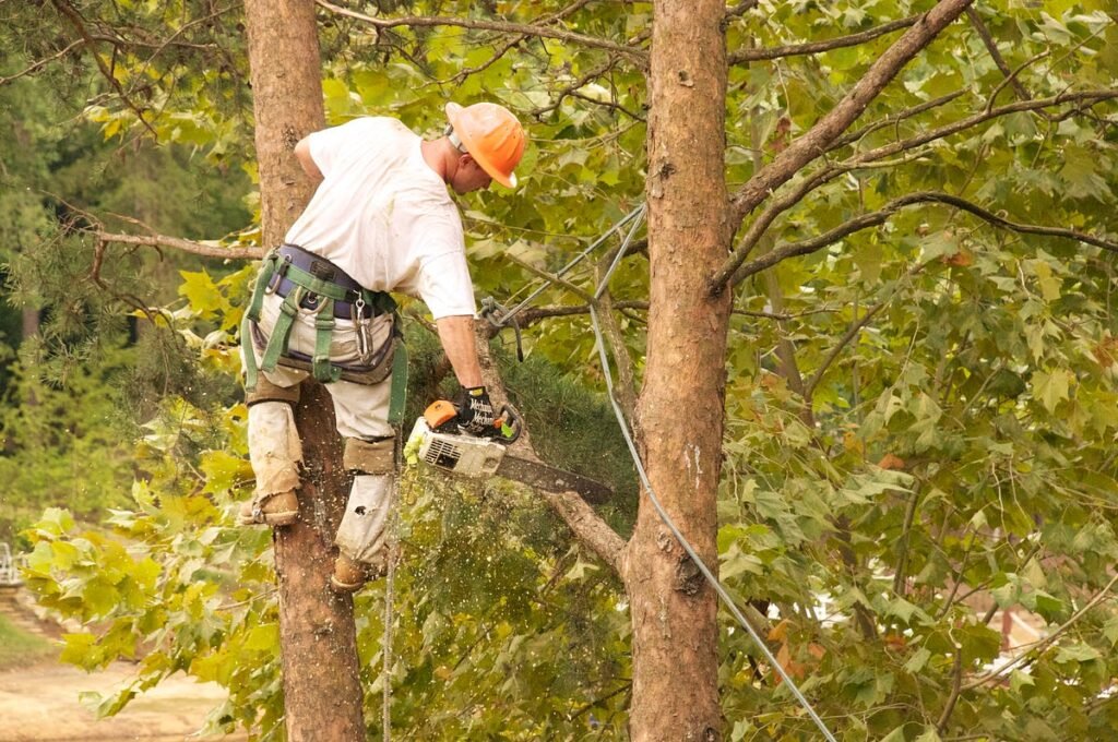 Tree Care & Removal NYC 