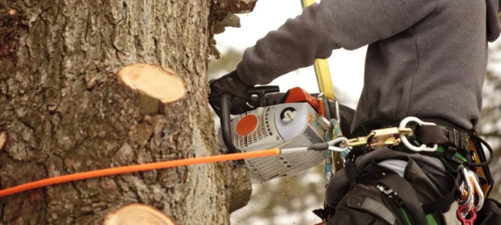 cost-effective tree maintenance and cutting NYC