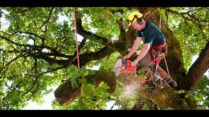 tree trimming service in NYC