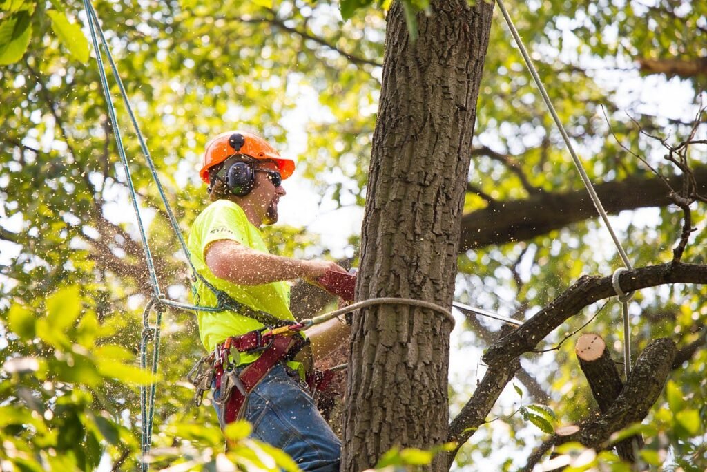 Professional Tree Trimming