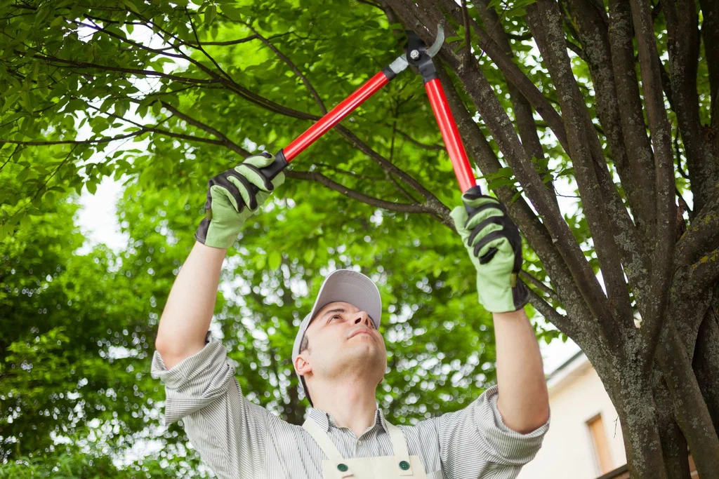 Professional Tree Trimming