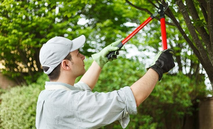 Professional Tree Trimming