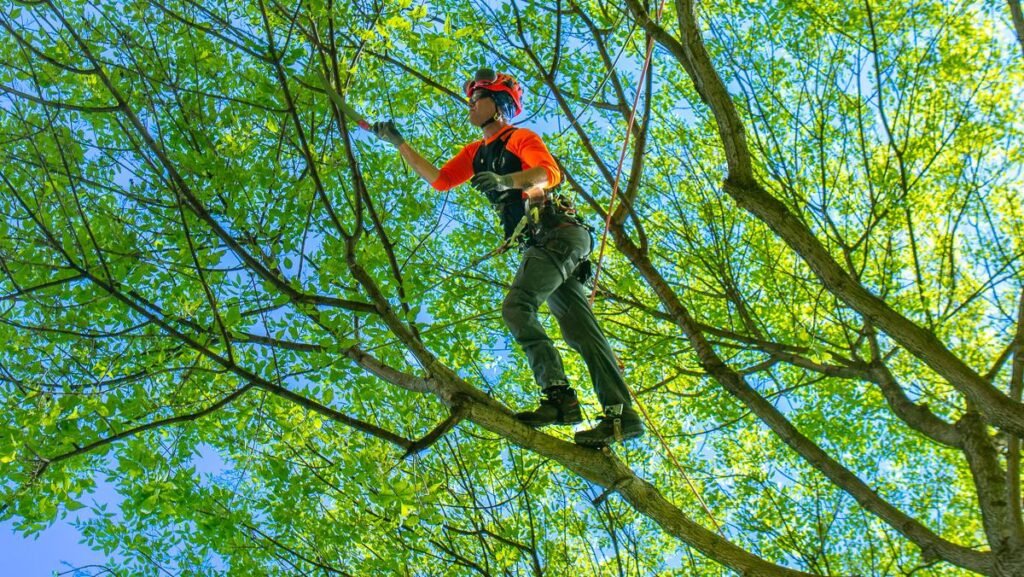 Tree Trimming Service
