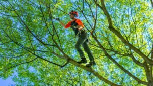 Tree Trimming Service
