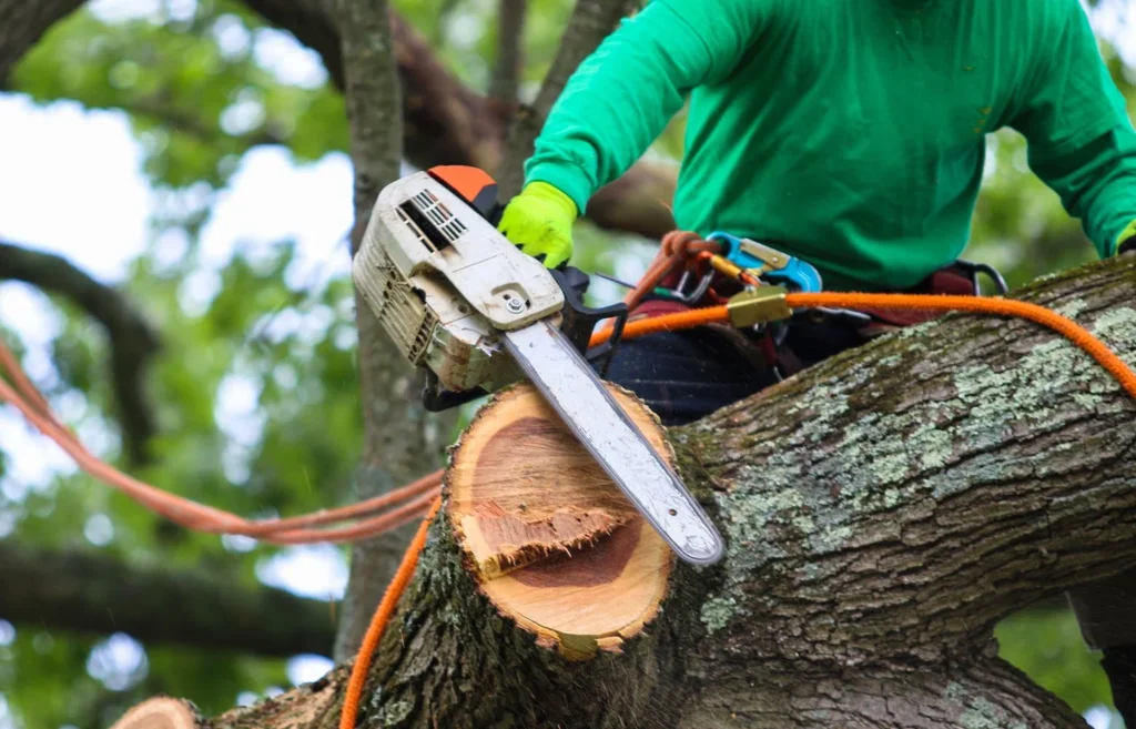 Professional Tree Trimming