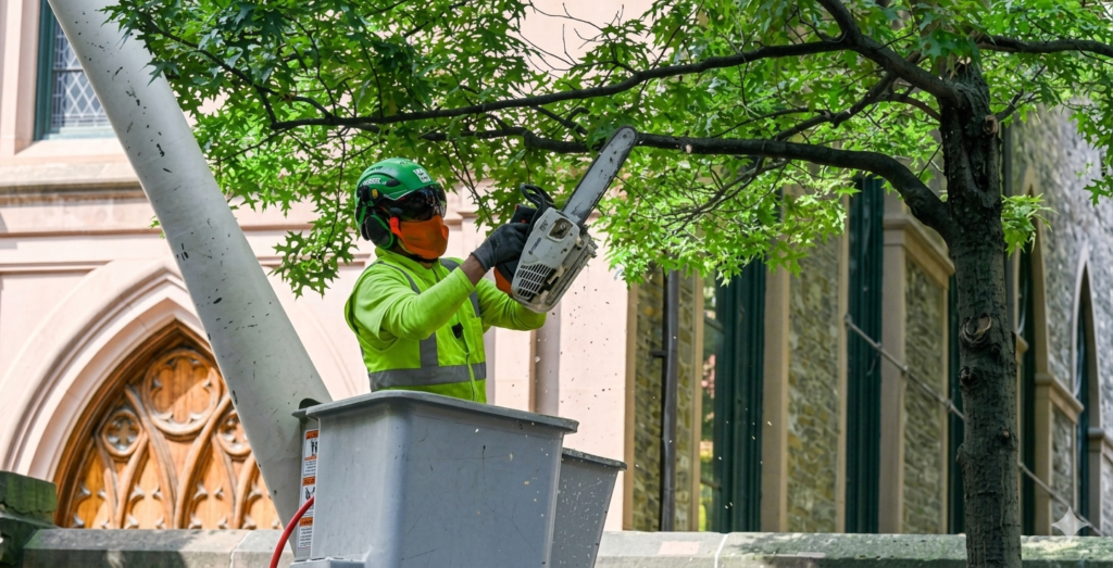 tree trimming service in NYC