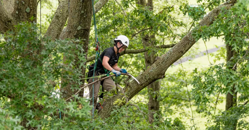 Tree Trimming Service